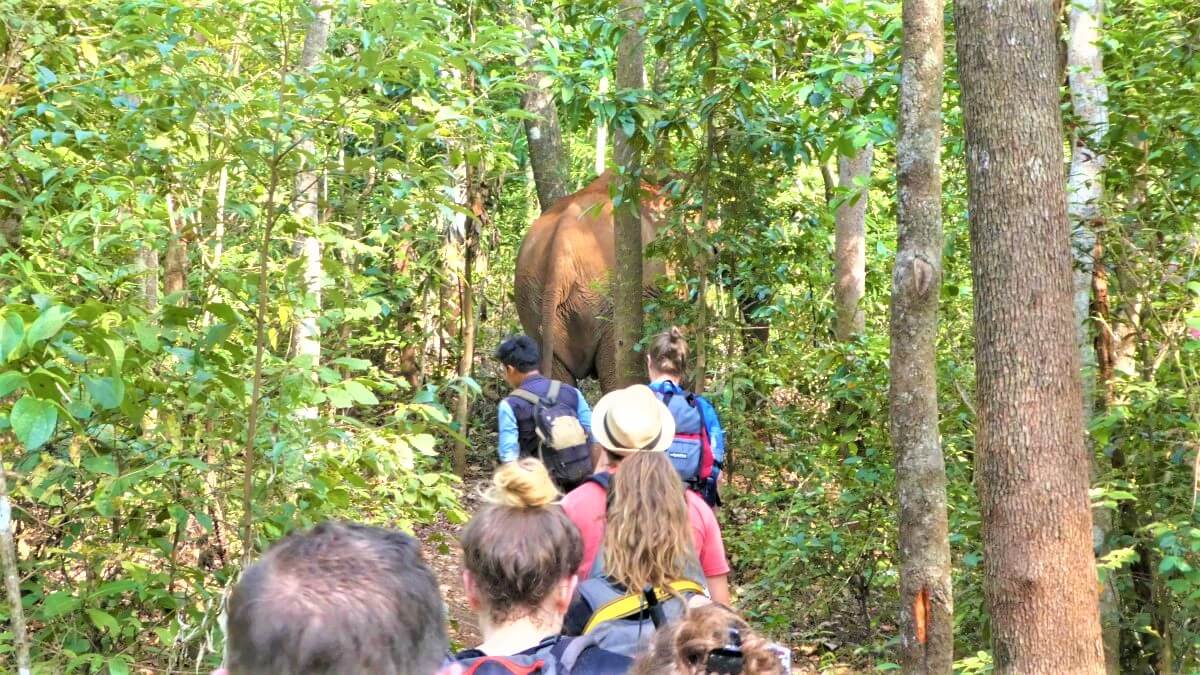 The Elephants of Cambodia in Sen Monorom, Mondulkiri