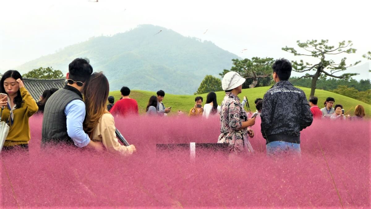 Pink Muhly Grass, South Korea