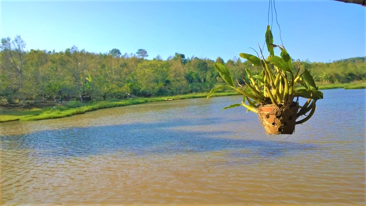 Sen Monorom Travel Guide Coffee Plantation