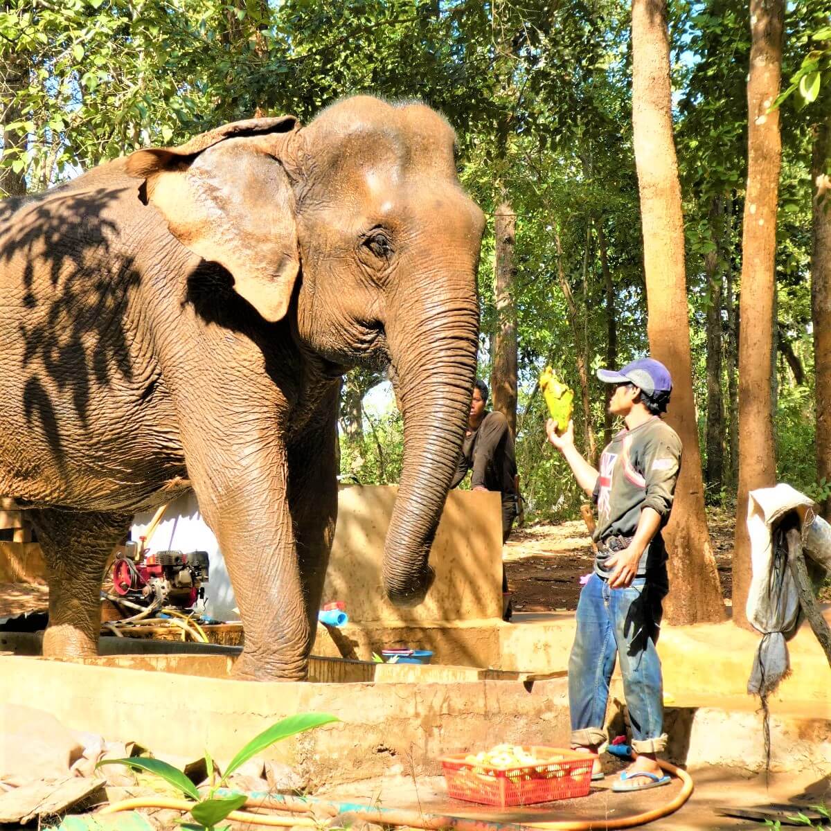 Elephant Sambo at Sen Monorom