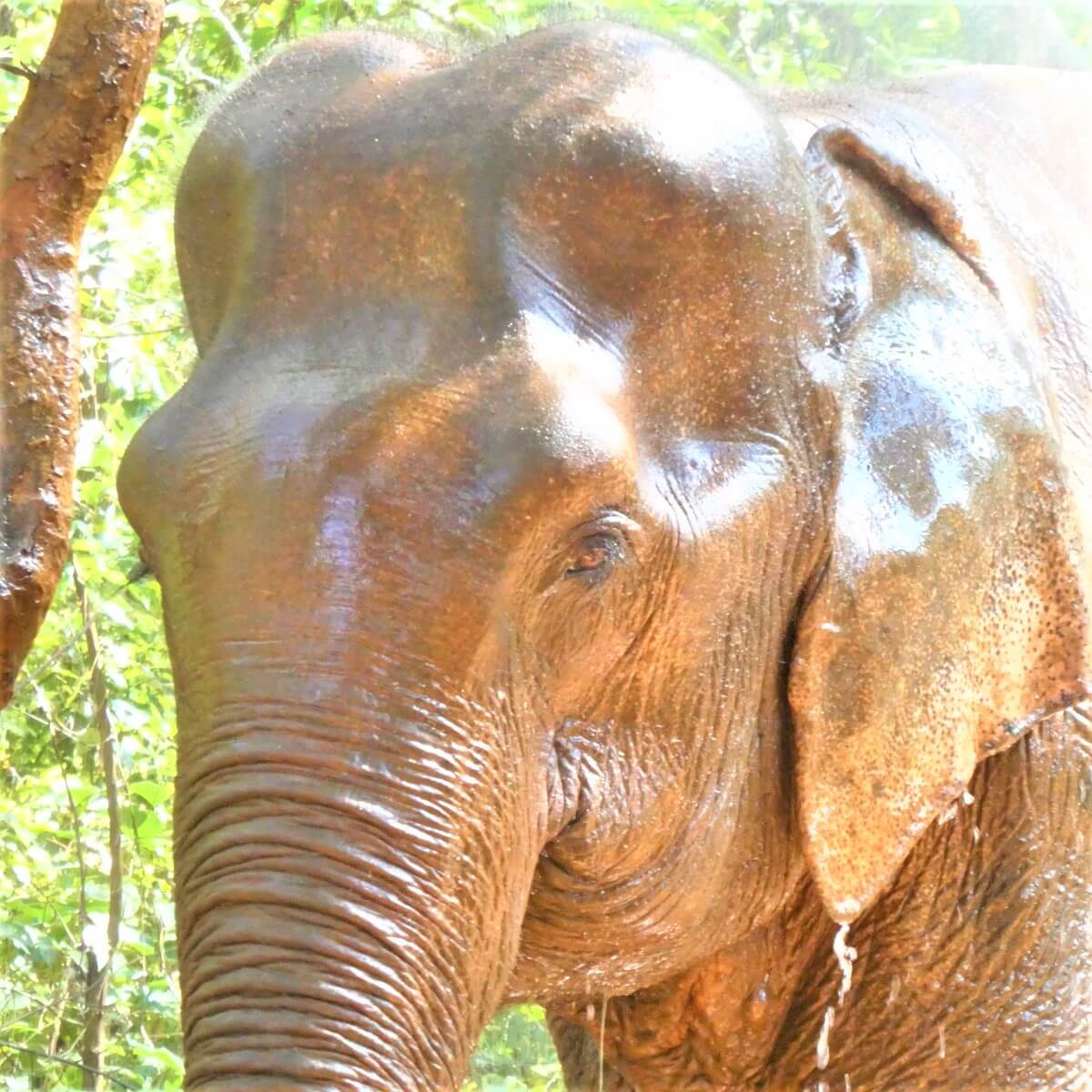 Sambo the elephant in the Elephant Valley Project, Sen Monorom