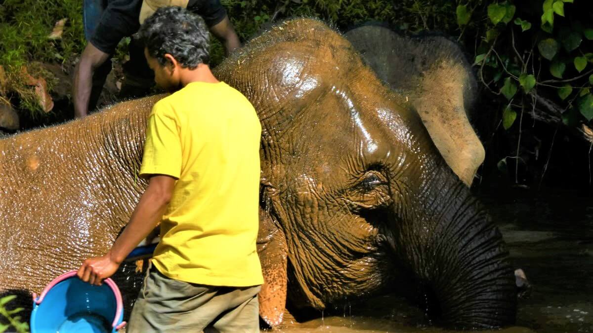 The Elephant Valley Project in Sen Monorom