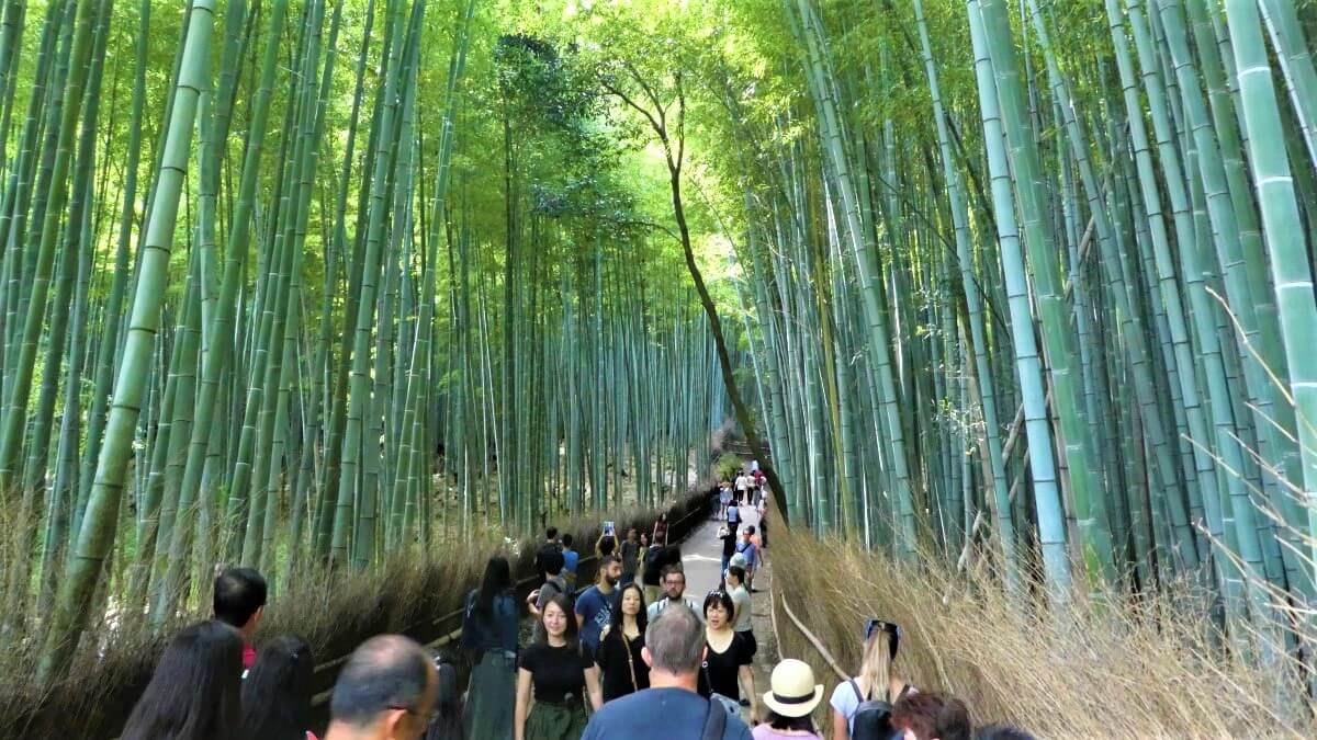 The bamboo forest of Arashiyama west of the city