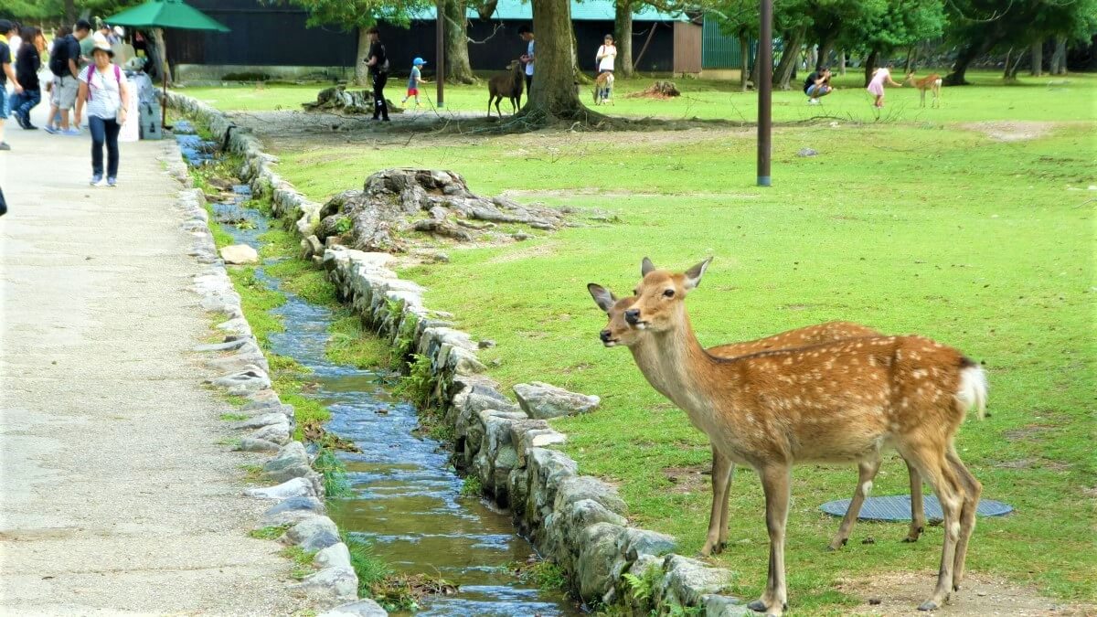 The sika deer in Nara, Japan