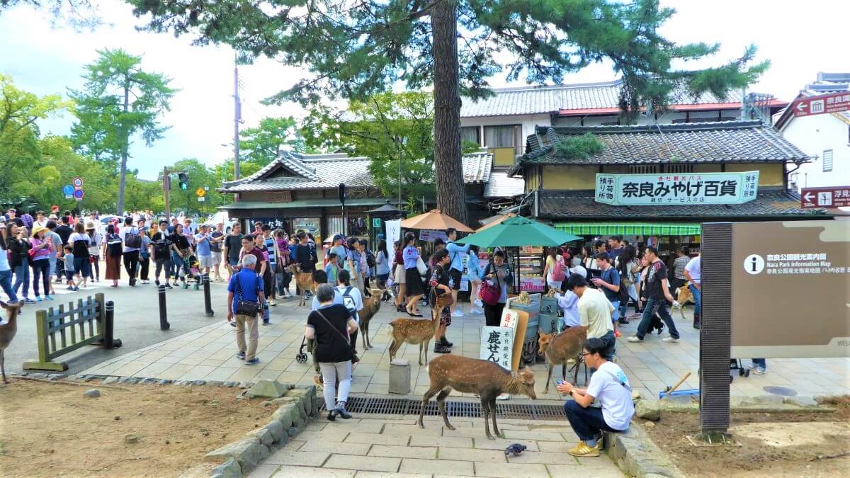 The deer in the park of Nara in Japan