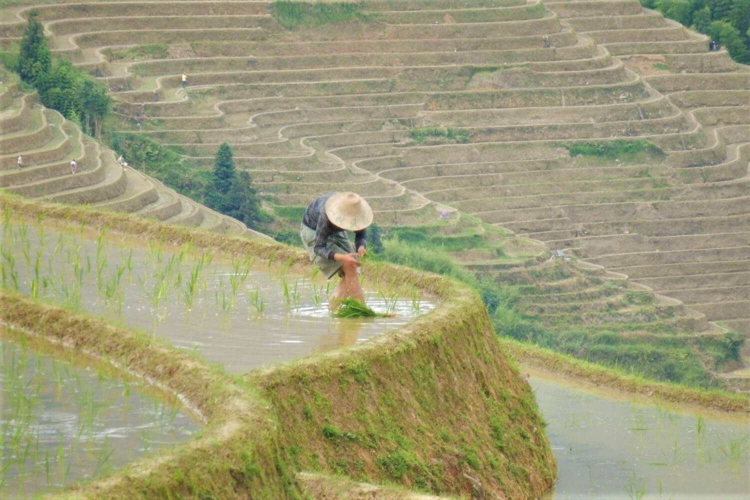Longsheng Rice Fields Explore Beautiful Rice Terraces in China