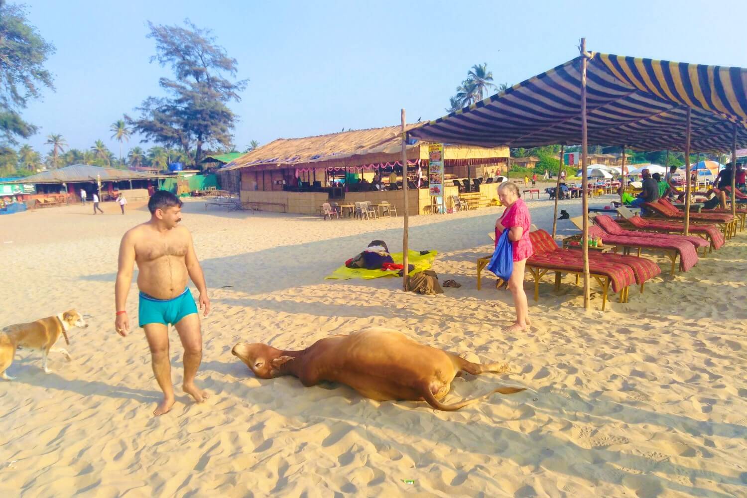 A cow on the beach in Arambol, India
