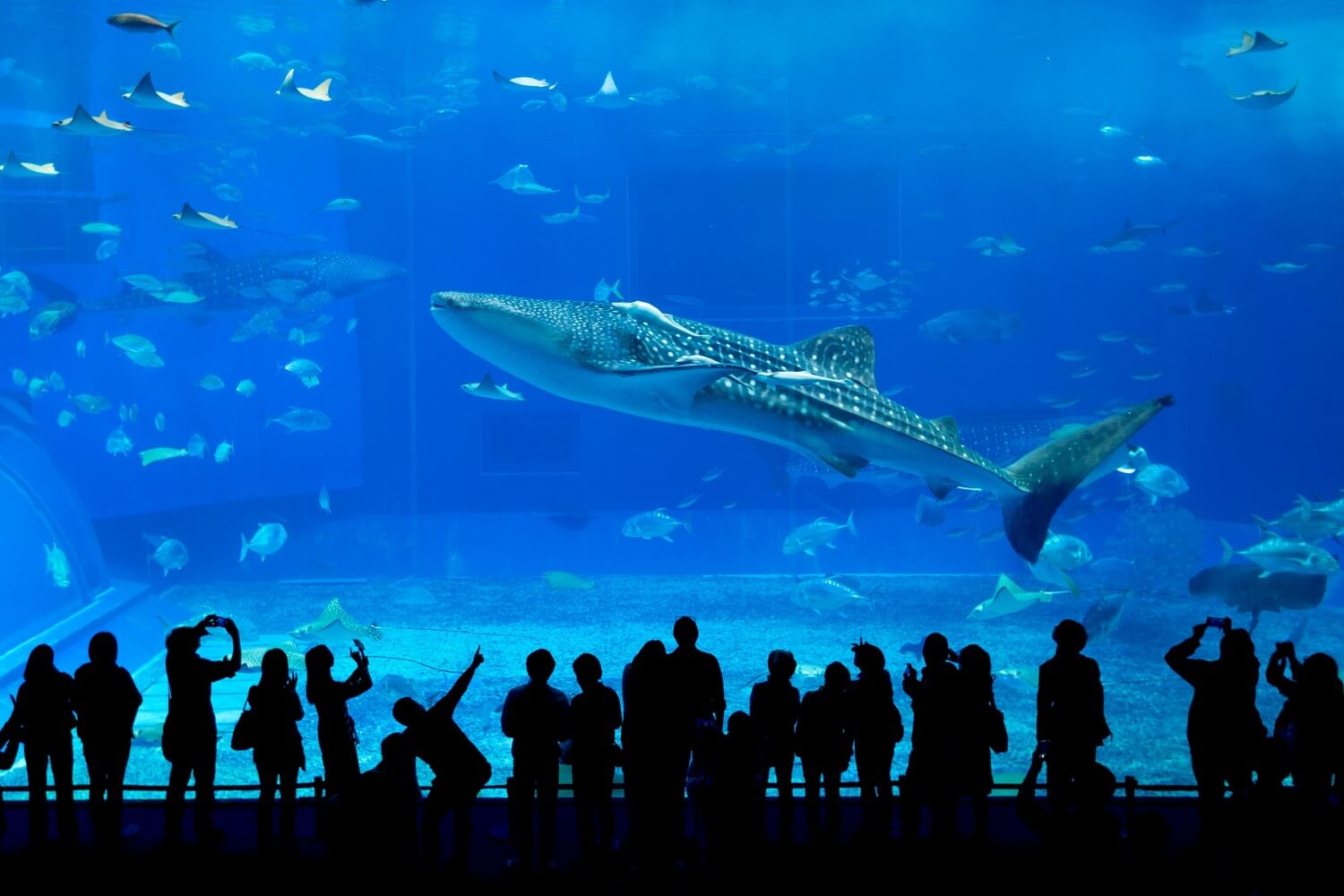Okinawa Churaumi-aquarium