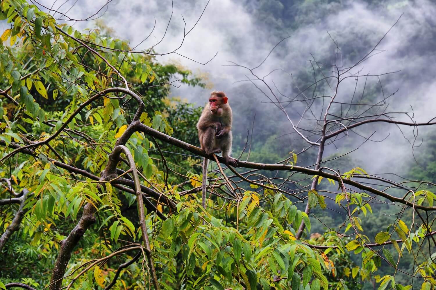 Wildlife spotting near Munnar, Kerala
