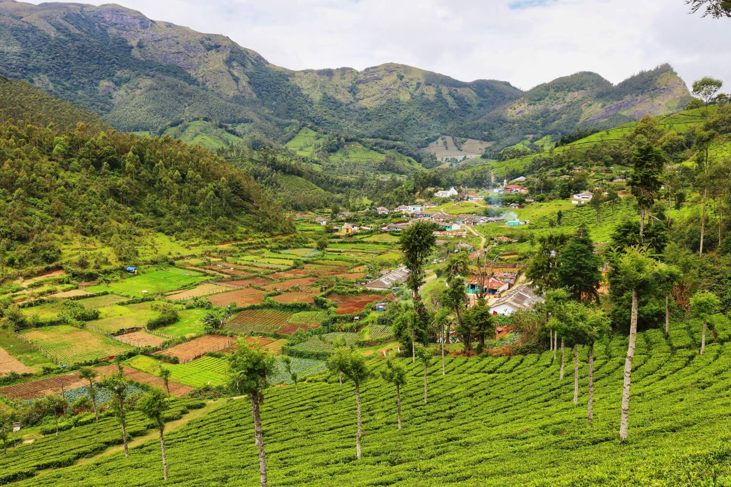 Tea plantations around Munnar