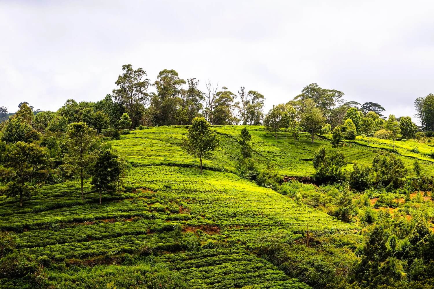 The tea plantations around Udhagamandalam