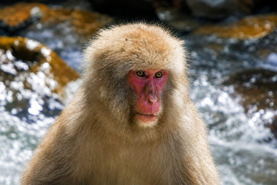 Japanese macaque at Jigokudani Monkey Park near Yudanaka, Japan