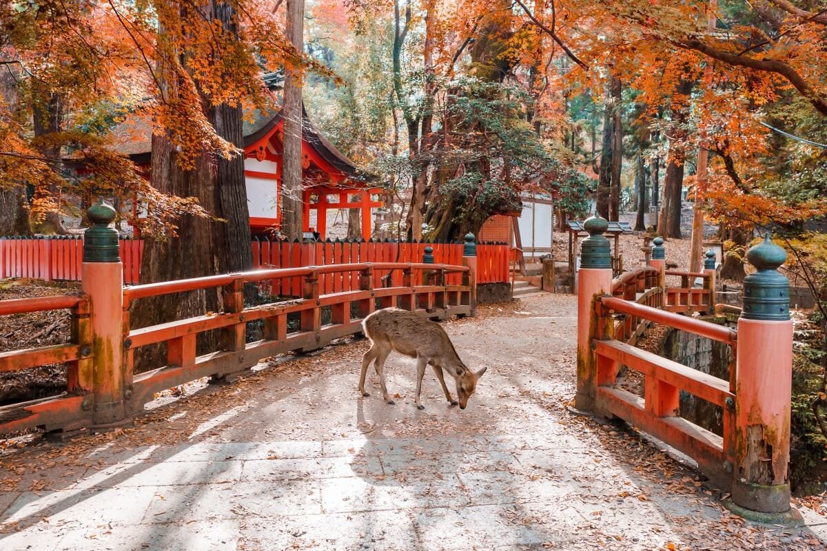Deer on a temple path in Nara surrounded by autumn maple leaves